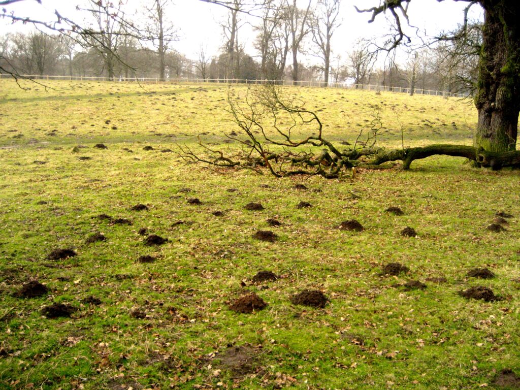 Ground is covered with mole holes